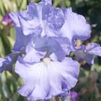 Color Me Blue - fragrant tall bearded Iris