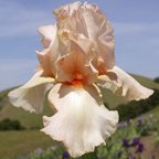 Color Me Pink - fragrant tall bearded Iris