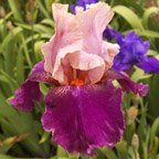 Color Splash - tall bearded Iris