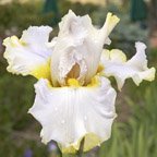 Colorado Bonanza - fragrant tall bearded Iris