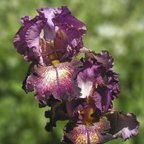 Colortart - tall bearded Iris