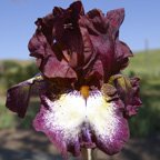 Colorwatch - reblooming tall bearded Iris