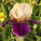 Comanche Drums - reblooming tall bearded Iris