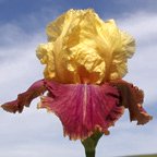 Come What May - reblooming tall bearded Iris
