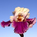 Comedian - tall bearded Iris