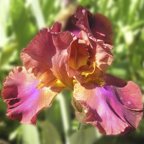 Commando - tall bearded Iris