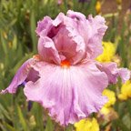 Composed - fragrant tall bearded Iris