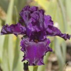 Condor's Shadow - fragrant tall bearded Iris