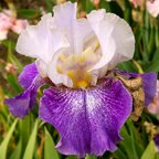 Confederate Royalty - fragrant tall bearded Iris