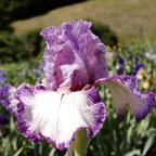 Confidante - fragrant tall bearded Iris