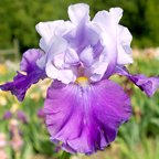 Congratulations - fragrant tall bearded Iris