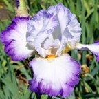 Conjuration - fragrant reblooming tall bearded Iris