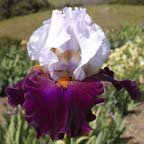 Connection - tall bearded Iris