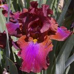Conspiracy - tall bearded Iris