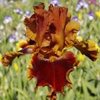 Copatonic - tall bearded Iris