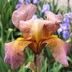 Copper Lustre - tall bearded Iris