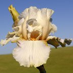 Coral Coast Noid - tall bearded Iris