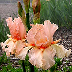 Coral Point - fragrant tall bearded Iris