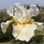 Coral Strand - tall bearded Iris