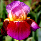 Coralie - tall bearded Iris