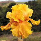 Cordoba - reblooming tall bearded Iris