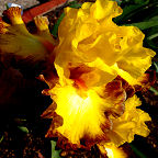 Core Values - tall bearded Iris