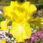Corn Harvest - fragrant reblooming tall bearded Iris