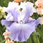 Cosmic Wave - fragrant tall bearded Iris