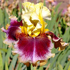 Cosmic Blast - tall bearded Iris