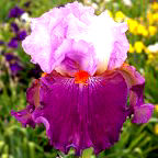Costa Rica - reblooming tall bearded Iris