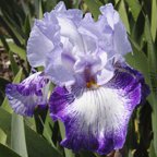 Council Meeting - tall bearded Iris