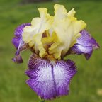 Country Diary - fragrant tall bearded Iris
