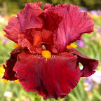 Court Martial - tall bearded Iris