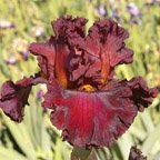 Cover Page - tall bearded Iris
