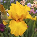 Covet Me - fragrant tall bearded Iris