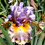 Cow Palace - fragrant tall bearded Iris
