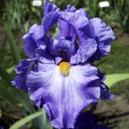 Cowabunga - fragrant reblooming tall bearded Iris