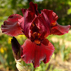Cranapple - Border bearded Iris