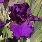 Cranberry Cooler - tall bearded Iris