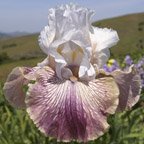 Crazy for You - fragrant tall bearded Iris