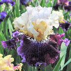 Honey Cream Grapes - tall bearded Iris