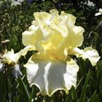 Creme D'or - tall bearded Iris