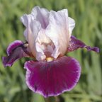 Crimson Snow - tall bearded Iris