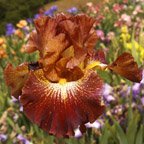 Crimson Twist - tall bearded Iris