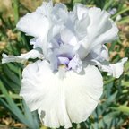 Critic - tall bearded Iris