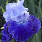 Cross Current - fragrant tall bearded Iris