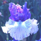 Crowned Heads - fragrant tall bearded Iris