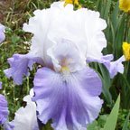 Cruise Control - tall bearded Iris