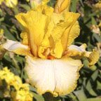 Crusader Rabbit - fragrant tall bearded Iris