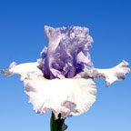 Crystal Gazer - tall bearded Iris